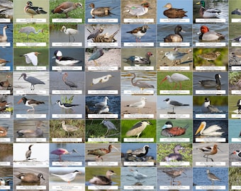 Texas Waterfowl, Shorebirds, and Other Water Birds Guide l Instant Digital Download l 64 Photo Prints l 4x6"