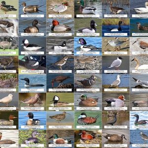 Britisch-Columbien Wasservögel, Watvögel, und andere Wasservögel l Sofortiger digitaler Download l 4x6"