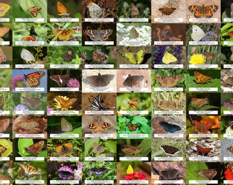 Maryland Butterfly Guide l Instant Digital Download l 64 Photo Prints l 4x6"
