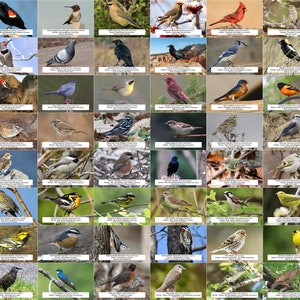 Guide des oiseaux de la Nouvelle-Écosse (oiseaux de basse-cour) l Téléchargement numérique instantané l 64 tirages photo l 4 x 6 po.