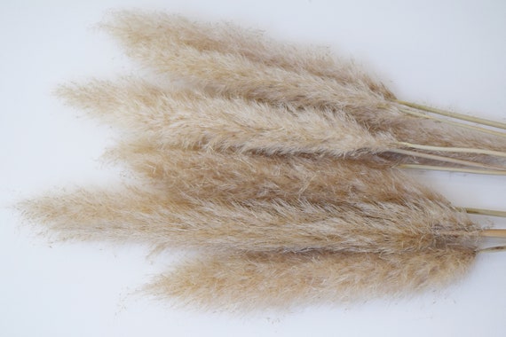 Dried Natural Pampas Grass 5 Luxury Fluffy Pampas Grass - Etsy UK
