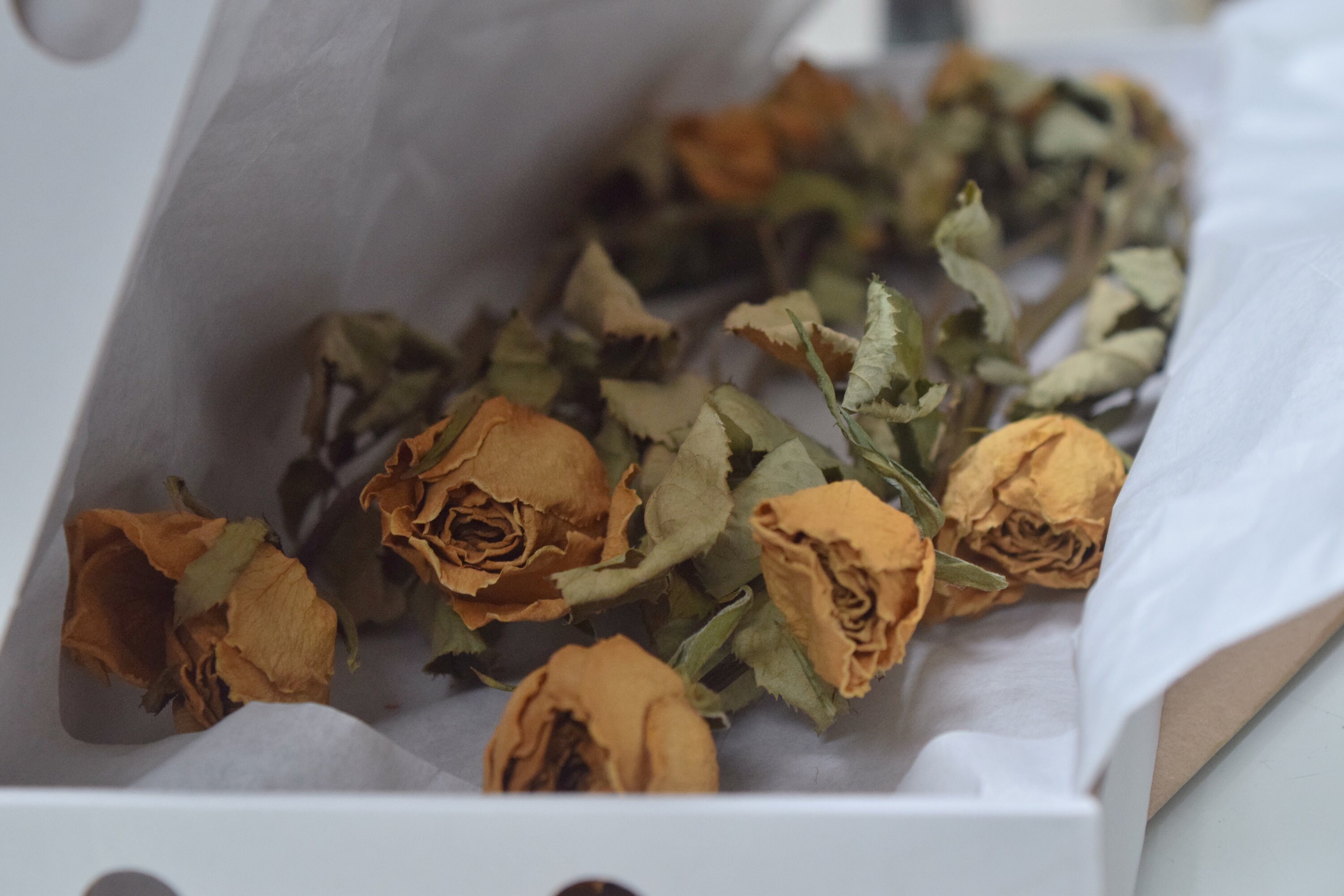 Dried Yellow Roses 10 Dried Roses Home Decor Dried Etsy