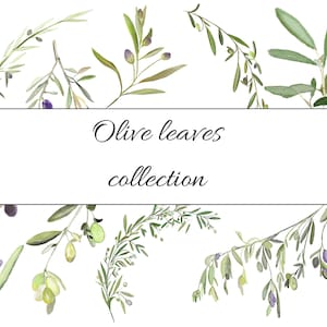 Może przedstawiać: Akwarelowa ilustracja kolekcji liści i gałęzi oliwnych. Liście są zielone, a oliwki są fioletowe. Tekst "Olive leaves collection" jest napisany czarnym kursywą.