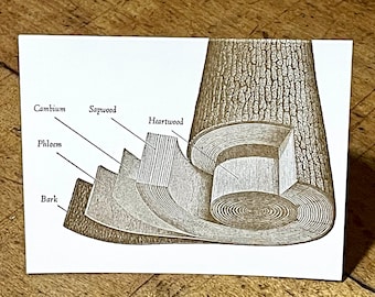 Tree Anatomy Letterpress Blank Card
