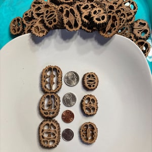 May include: A white plate with eight brown walnut shell halves arranged in three rows.  There are three silver coins and one copper coin on the plate.