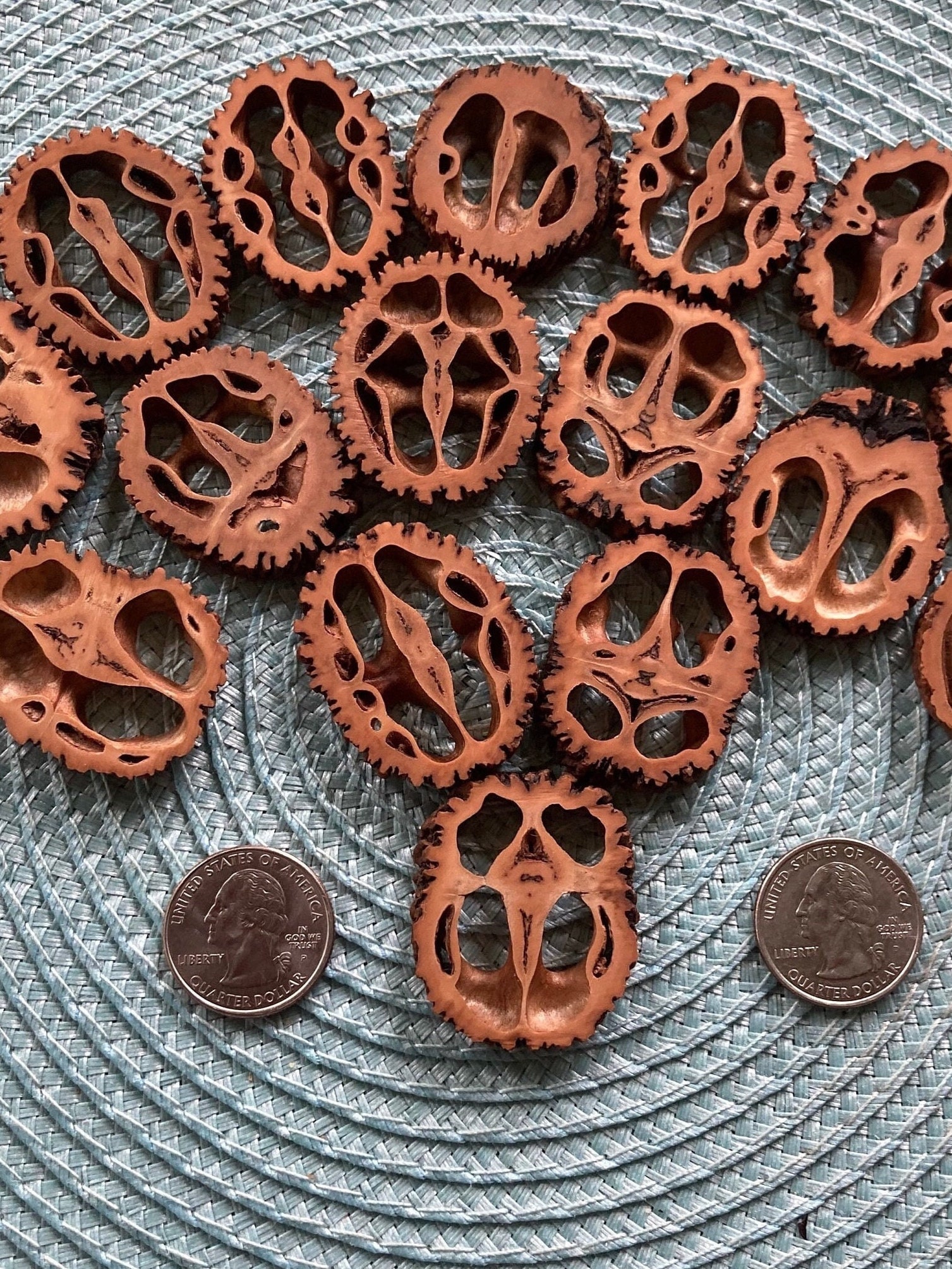 Walnut出品 30 Black Walnut Slices - 1/4