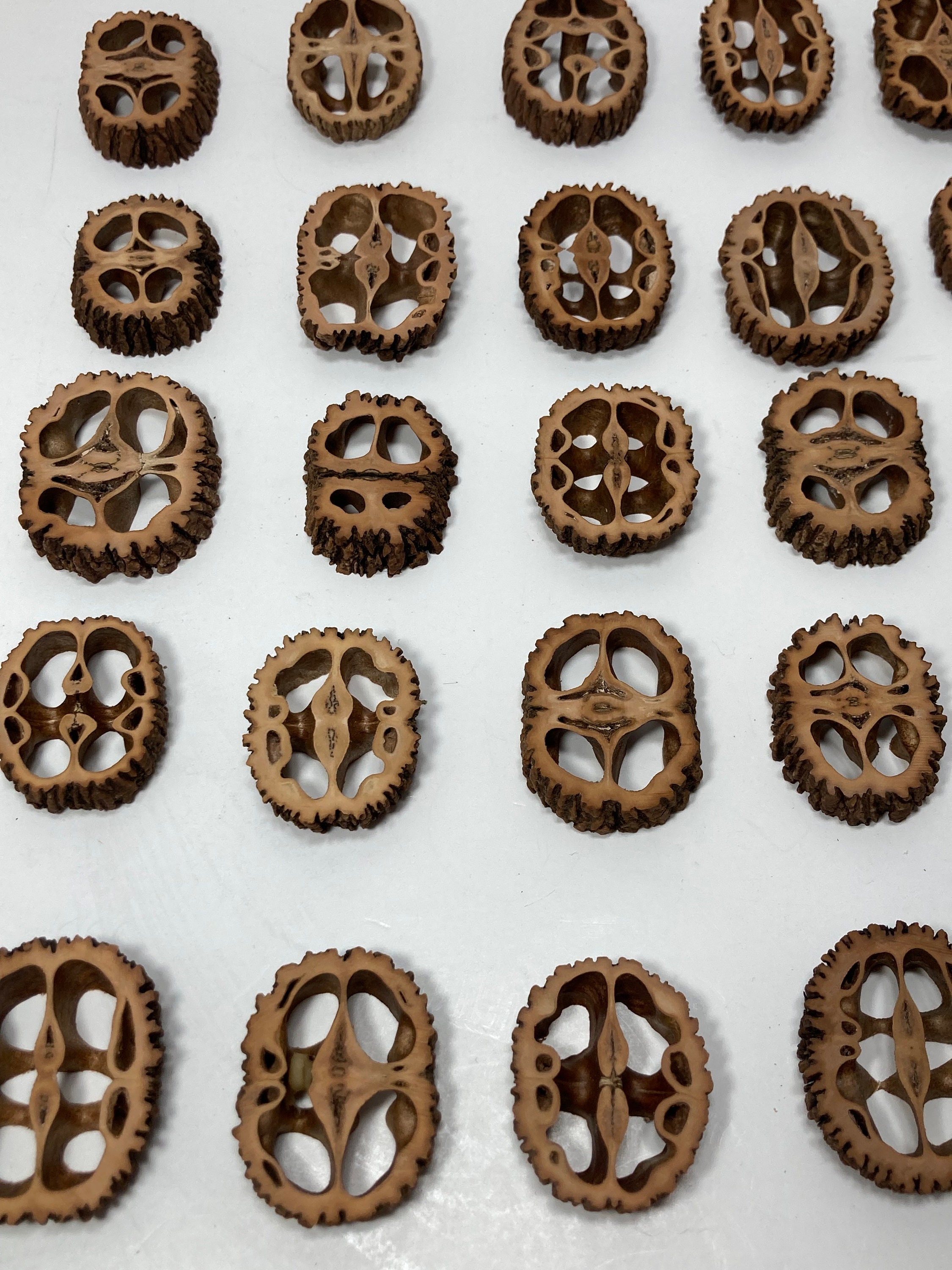 30 Black Walnut Slices - 1/4