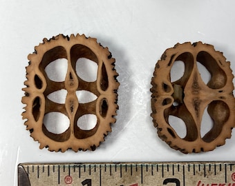 30 Black Walnut Slices - 1/4