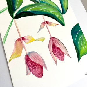 Trip to the Conservatory Medinilla Magnifica - Watercolor Painting Original- This is not a Print