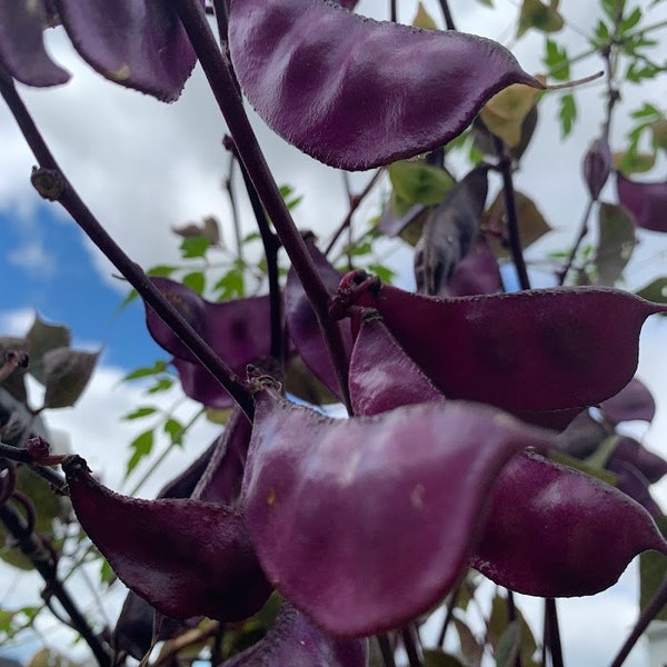 Purple hyacinth bean/ Indian bean/Tonga bean/LabLab/tobacco vine  . for 3.00