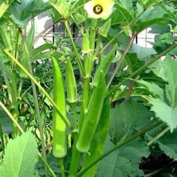 Elephant tusk okra  seeds Aanaikomban Vegetable Seeds / Organic Fresh seeds from own garden Bhindi