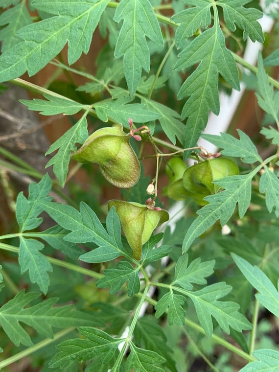 Balloon Vine Seeds Lesser Balloon Vine Plant Organic Love In A Etsy Balloon Vine Seeds Lesser Balloon Vine Plant Organic Love In A Etsy