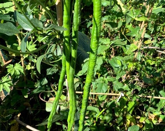 Asian Long Bean Seeds/ Pole Bean/ Yard Long Bean Gardening Supply/ Long Bean 2021/ Snake Bean Seeds/ Planting Supplies/ Yard Long Bean Plant