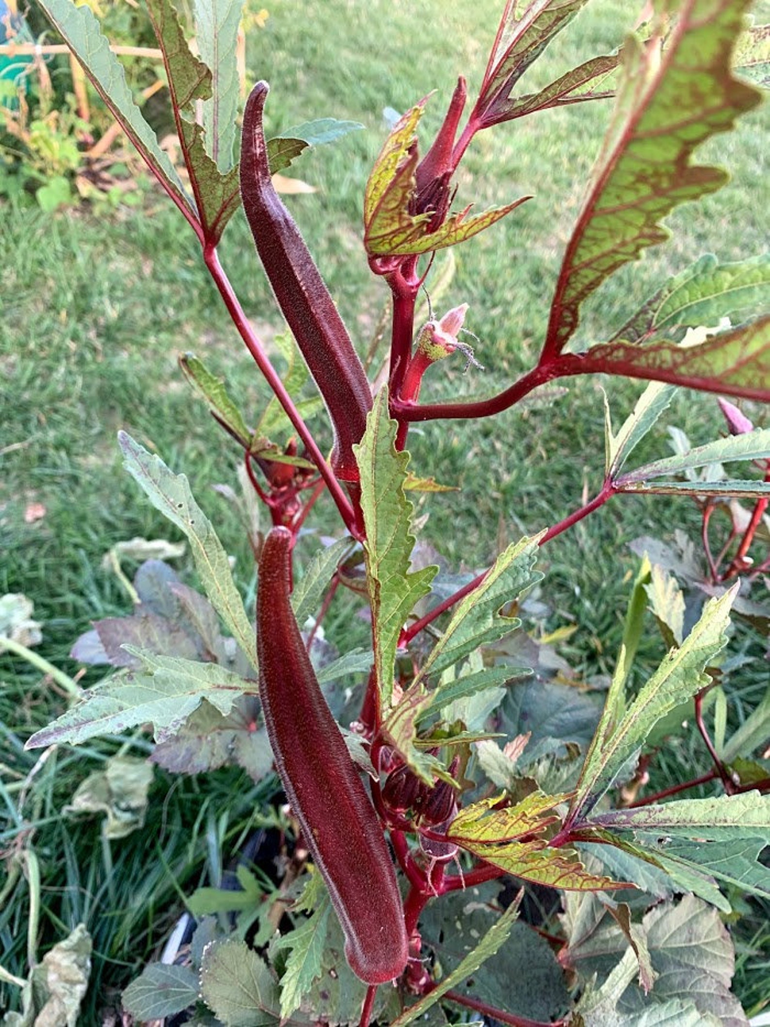 Burgundy okra seeds organic okra seeds gardening  etsy