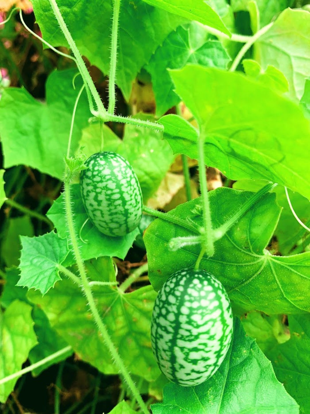 mexican-sour-melon-cucumber-mouse-melon-cucamelon-organic-seed-set