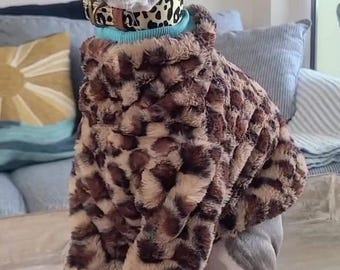 May include: A grey Italian Greyhound wearing a brown and tan leopard print coat with blue cuffs. The dog also has a leopard print collar with a blue turtleneck. The dog is sitting on a light-colored surface.