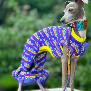 May include: A grey Italian Greyhound wearing a purple and yellow jumpsuit with a rainbow print and a rainbow iridescent collar. The dog is standing on a grey surface with a purple leash.