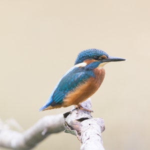 WildCard - Kingfisher