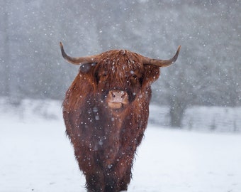 WildCard - Winter Highland Cow