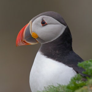 WildCard - The Toughest Clown - Puffin Card