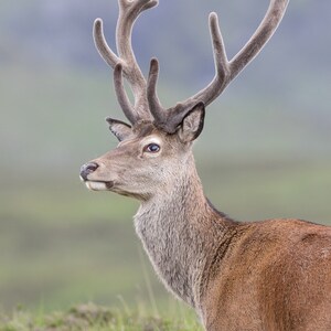 WildCard - En velours - Red Deer