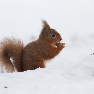 WildCard - rode winterwenskaart