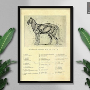 Katze Anatomisch Poster, Oberflächliche Muskeln einer Katze, Veterinär Wandkunst, Süße Tiere, Wanddekoration, Wandbehänge, Wandkunst, Digitaldrucke