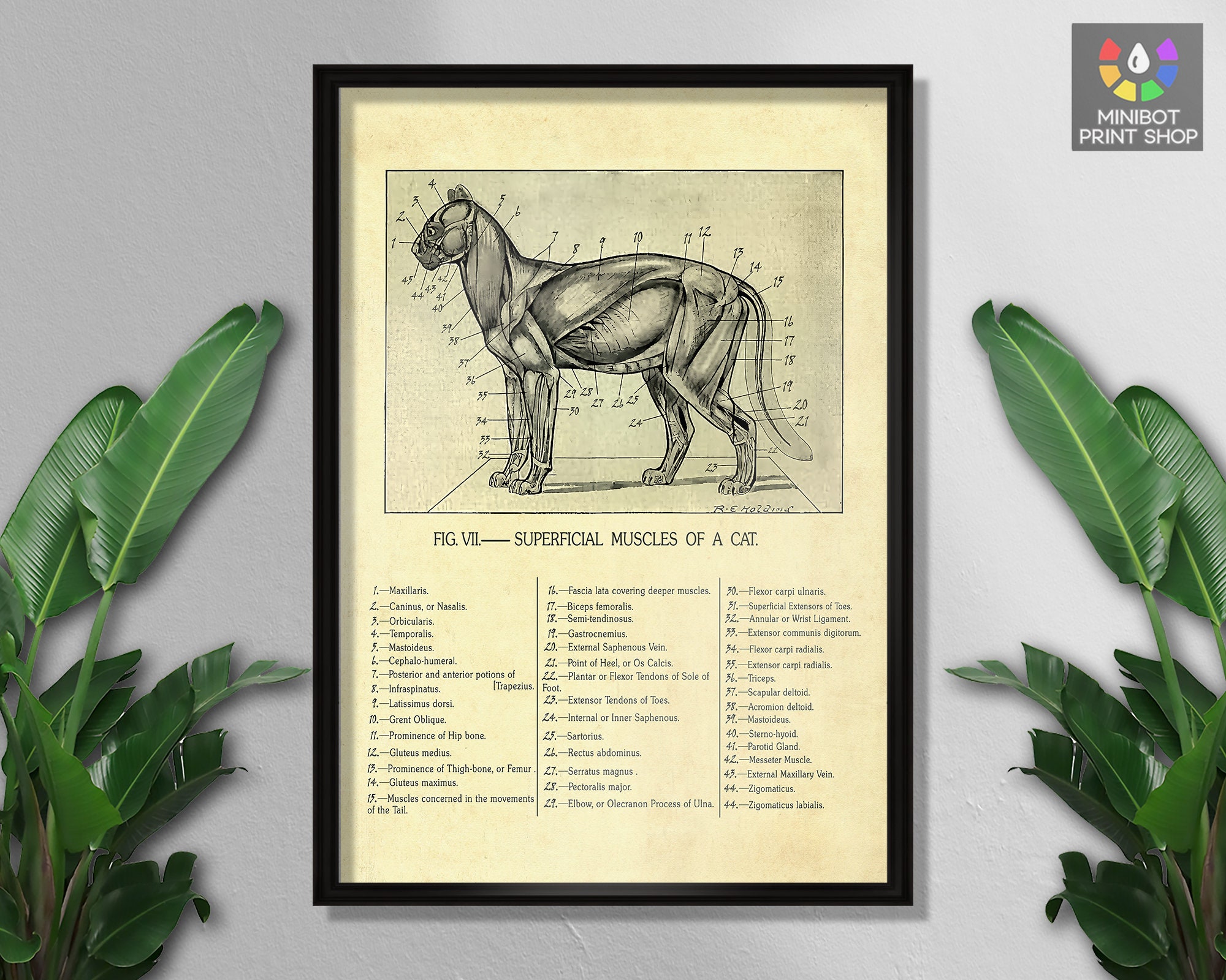 Cat Anatomy Poster, Superficial Muscles Of A Cat, Veterinary Wall Art, Cute Animals, Wall Decor, Wall Hangings, Wall Art, Digital Prints