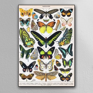 Vintage Butterfly Collection - Papillons - Classic Art Print
