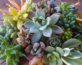 10 Assorted Succulent Cuttings