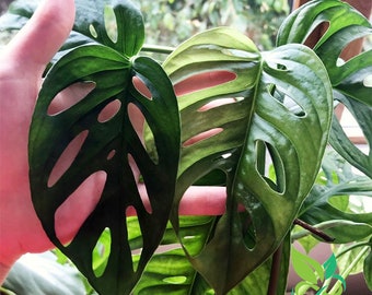 Monstera Adansonii Etsy