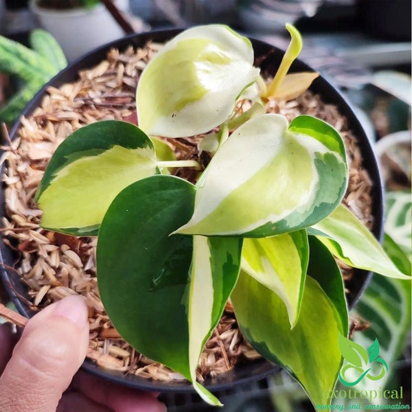Cream Splash Vs Rio Philodendron Rio Cream Splash - Etsy