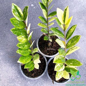Zamioculcas Zamiifolia Zz Variegated Etsy Zamioculcas Zamiifolia Zz Variegated Etsy