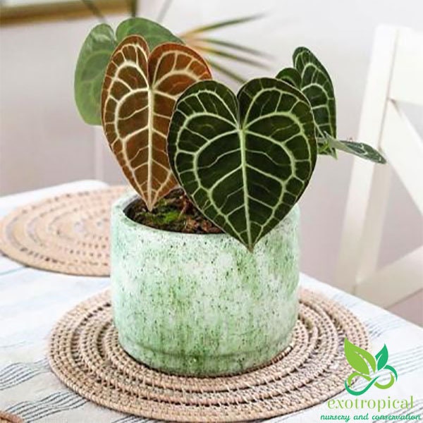 Anthurium Clarinervium