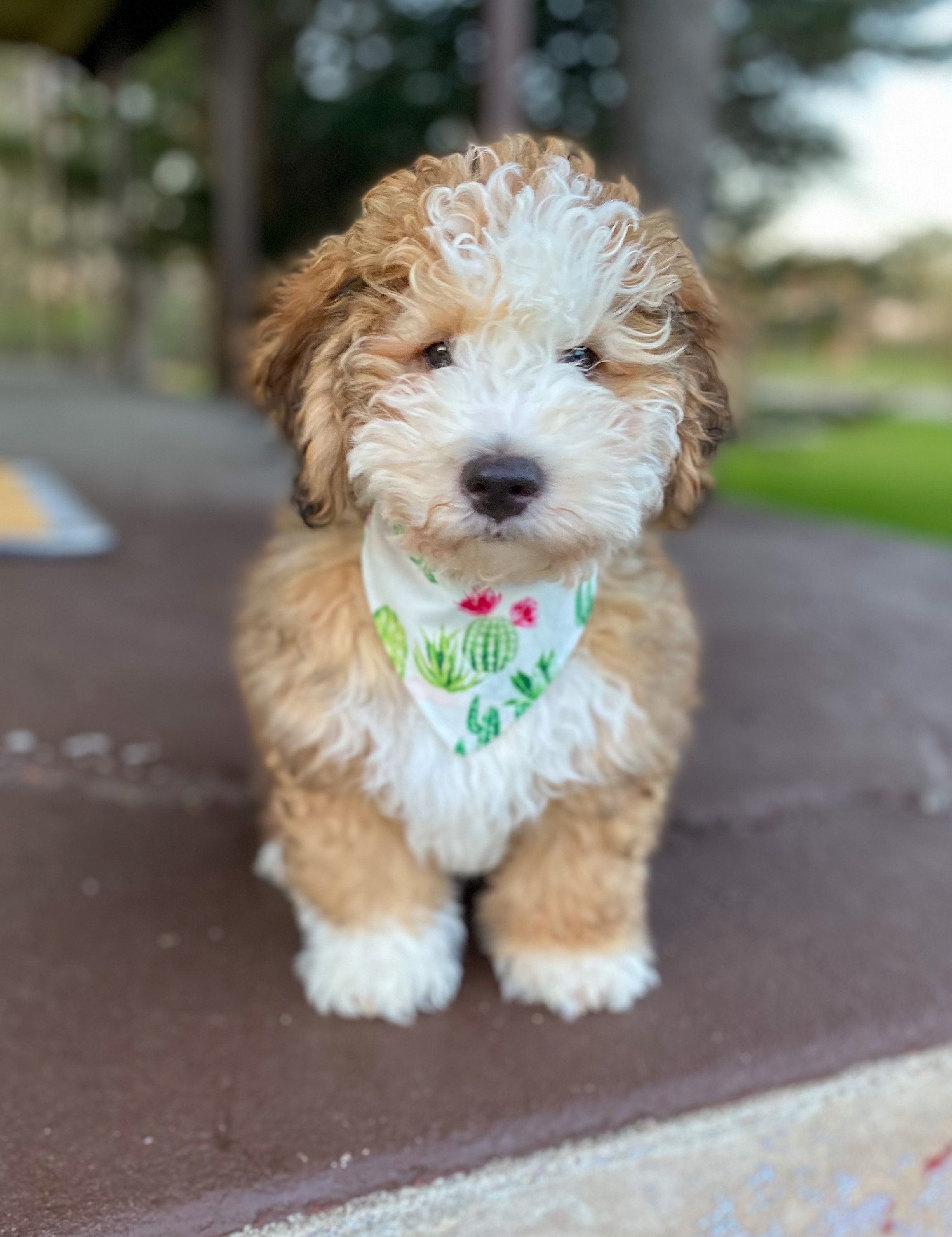 Cactus Dog Bandana Pet Clothing, Accessories & Shoes Pet Supplies etna