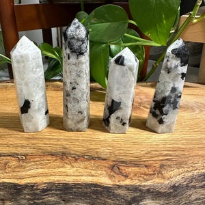 May include: Four polished rainbow moonstone crystal towers. The crystals are white with black inclusions and varying heights. They are displayed on a wooden surface, with green plants in the background.