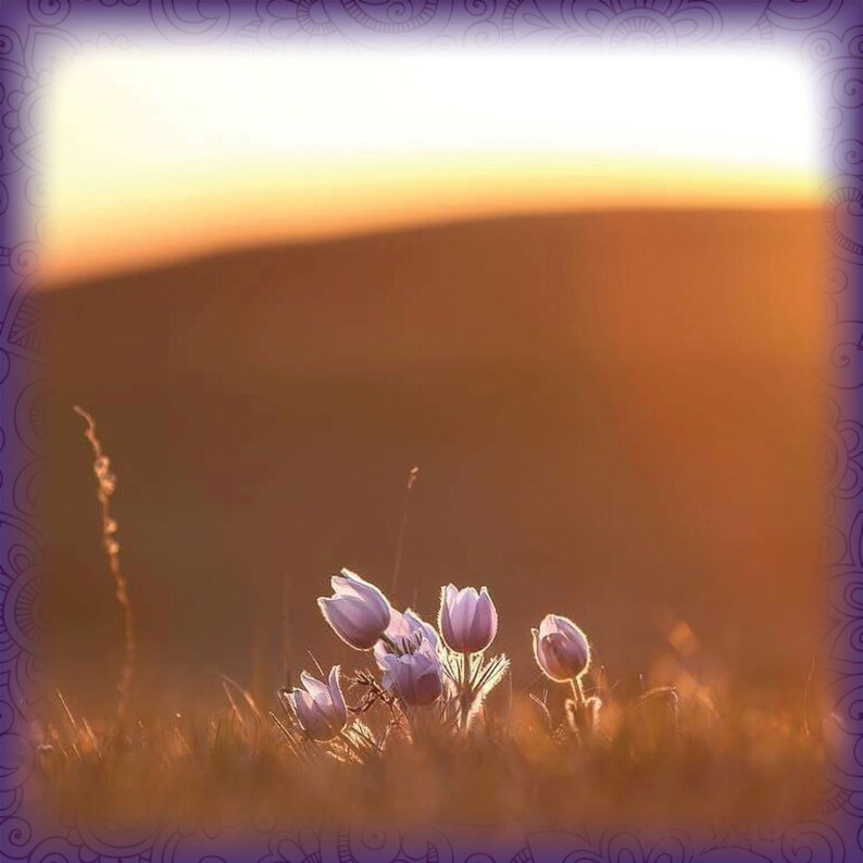 Crocus