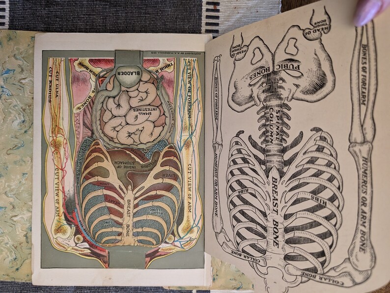 1924, Vintage Medical Flip Chart, Fold Out, Vintage Human Anatomy, 22