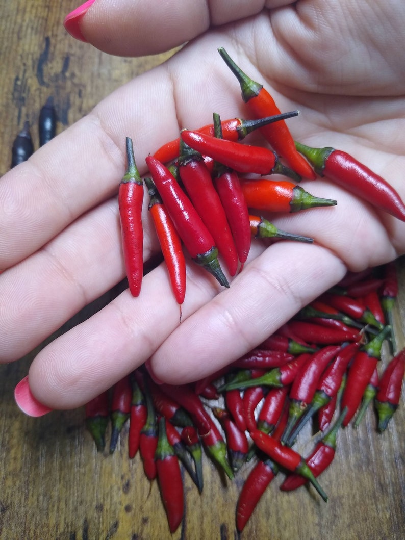 12 Fresh Hawaiian maui Purple Chili Peppers Etsy
