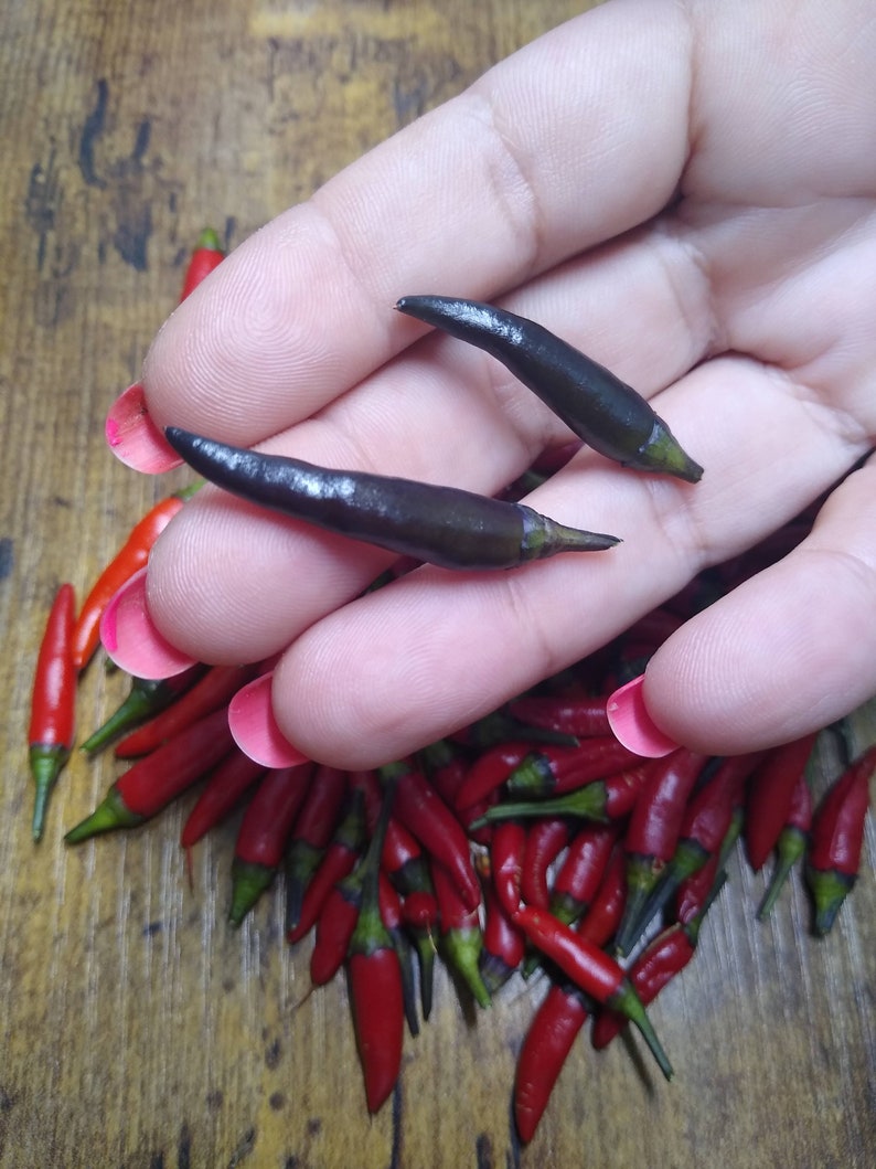 12 Fresh Hawaiian maui Purple Chili Peppers Etsy