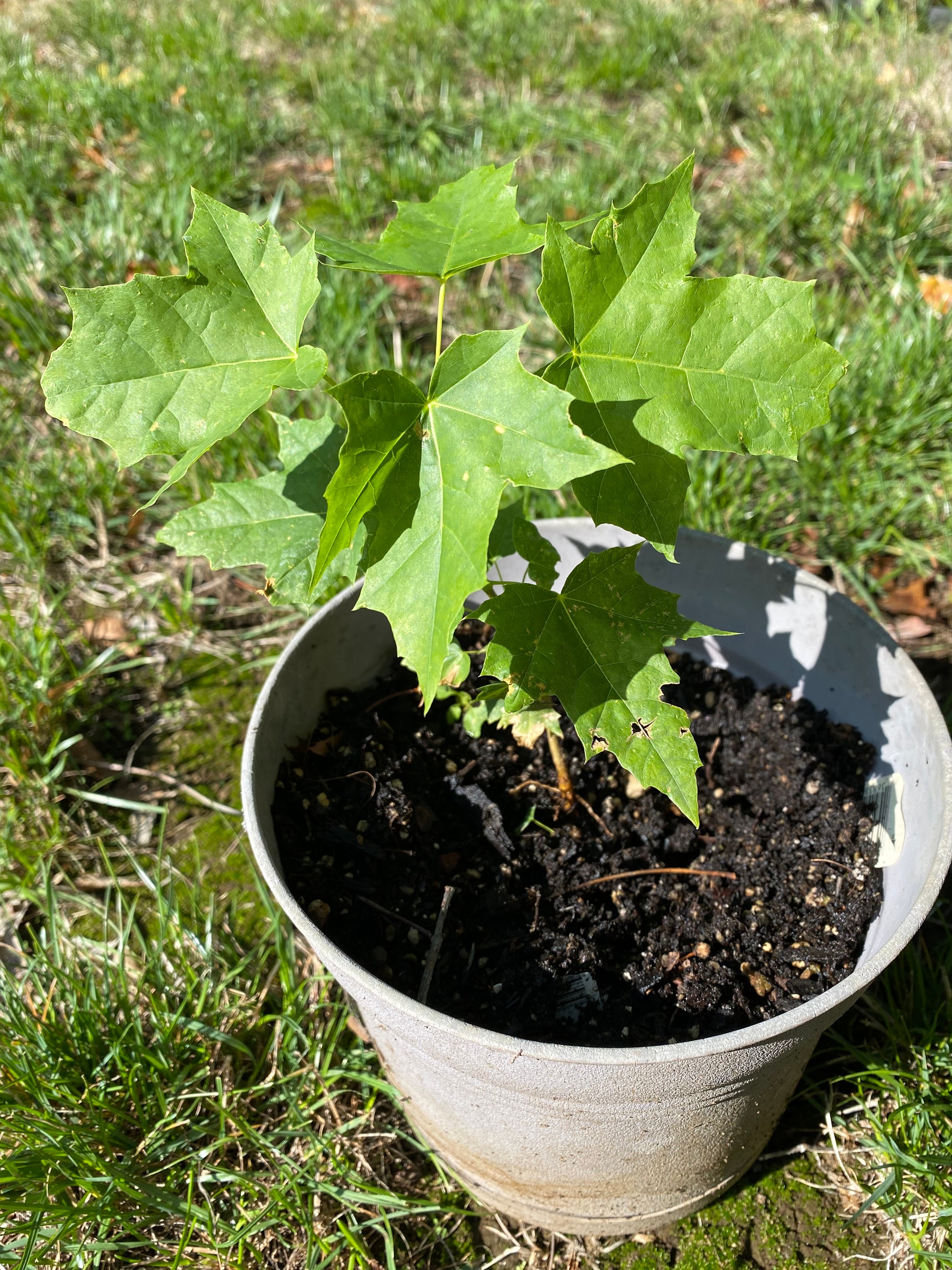 Maple Tree Sapling