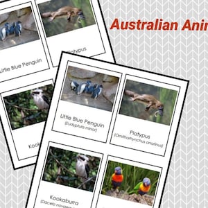 Australian Animals • Nomenclature Cards • Montessori • Flash Cards • Digital Montessori • Printable • Australia • Animals •Three Part Cards