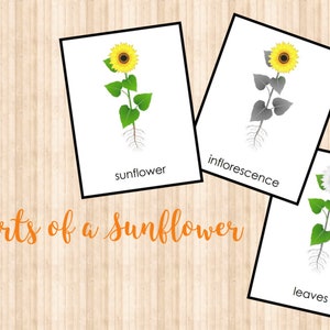 Parti di un girasole • Carte nomenclatura • Montessori • Carte flash • Montessori digitale • Stampabile • Carte in tre parti