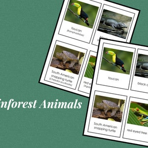 South American Animals • Nomenclature Cards • Montessori • Flash Cards • Digital Montessori • Printable • Rainforest •Three Part Cards