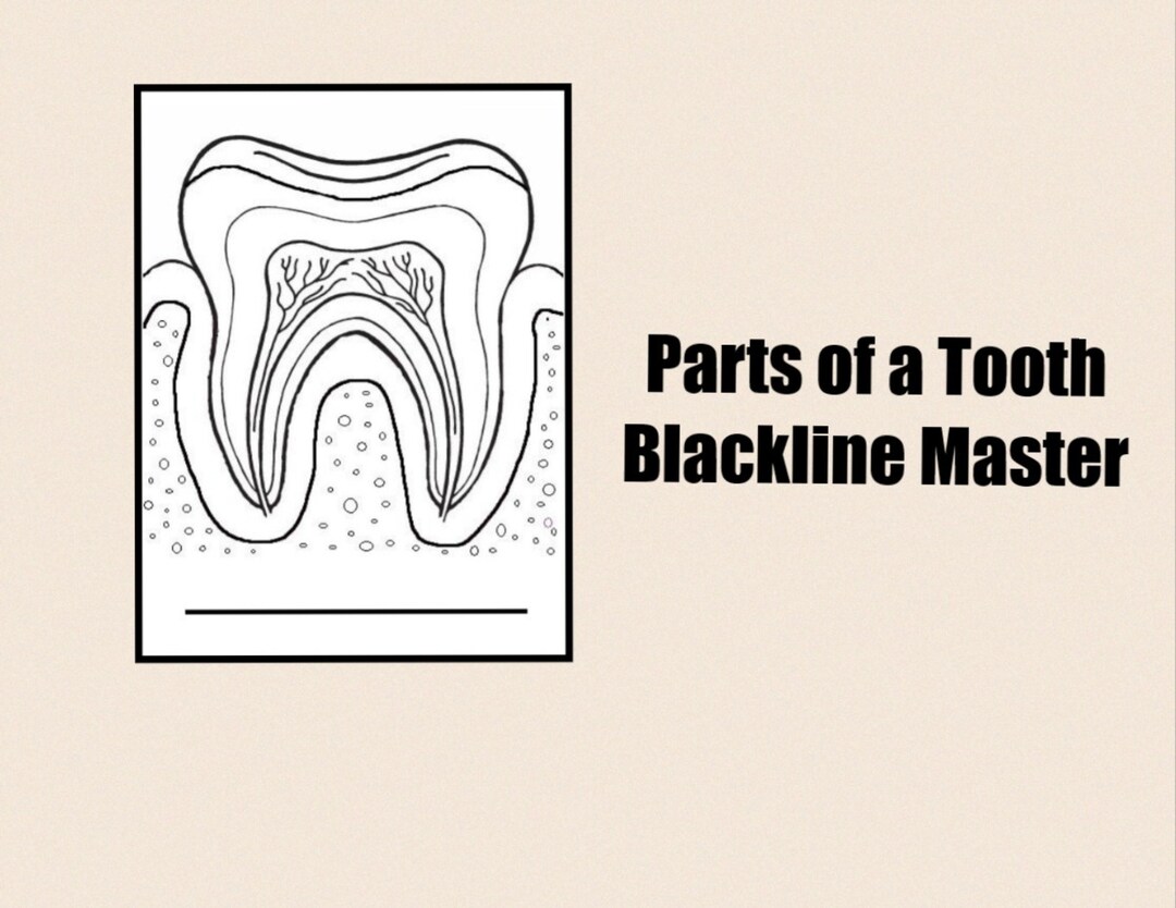 Parts of a Tooth Black Line Master Nomenclature Cards Montessori Flash