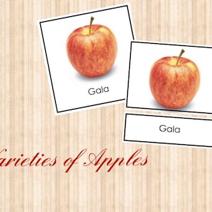 Variedades de Manzanas • Tarjetas de Tres Partes • Montessori • Tarjetas Flash • Montessori Digital • Imprimible • Nomenclatura • Vocabulario