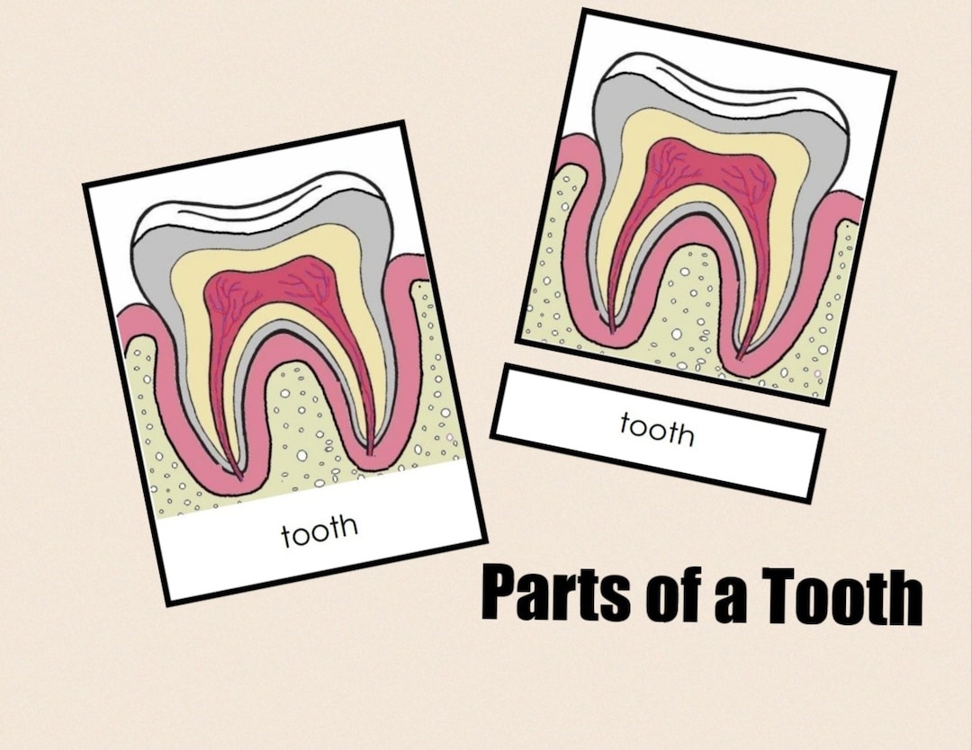 Parts of a Tooth Nomenclature Cards Montessori Flash Cards Digital Montessori Printable Three