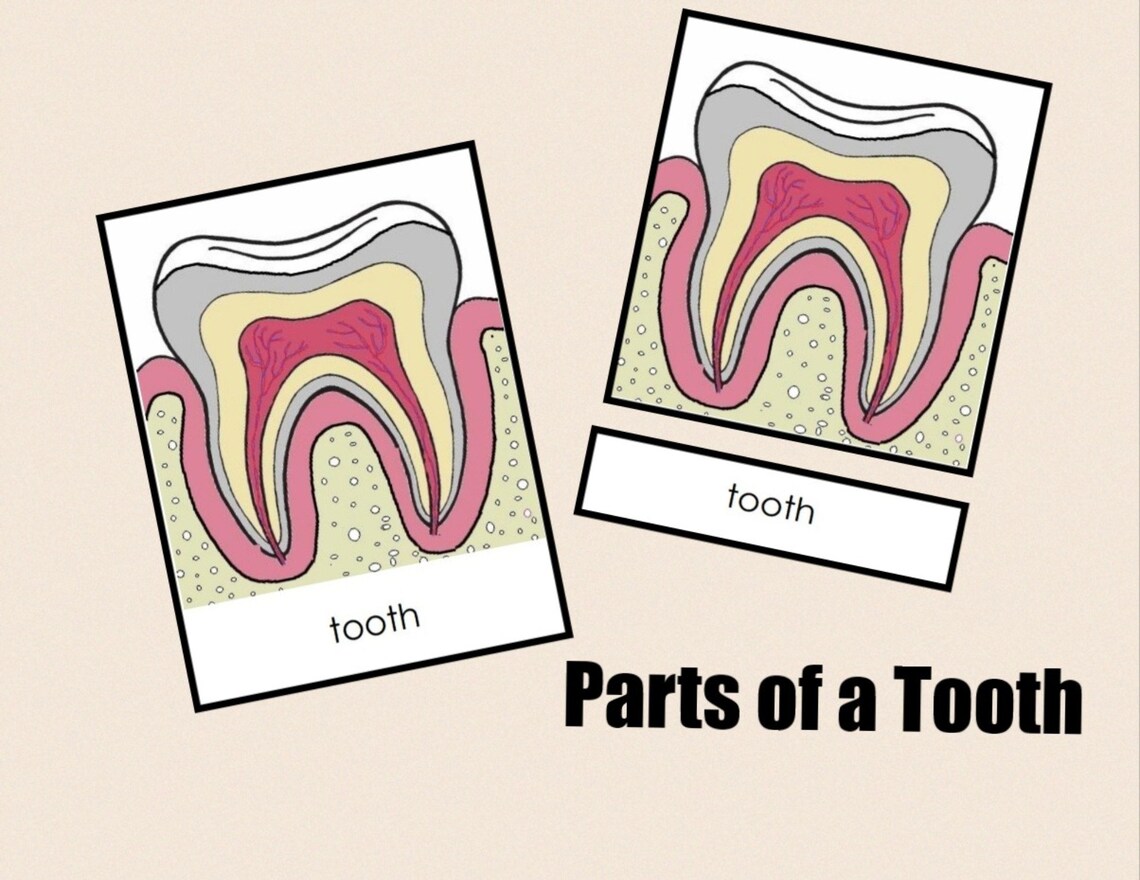 Parts of a Tooth Nomenclature Cards Montessori Flash Cards Digital