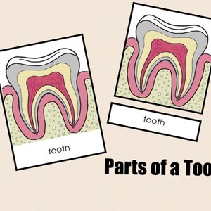 Parts of a Tooth • Nomenclature Cards • Montessori • Flash Cards • Digital Montessori • Printable • Three Part Cards