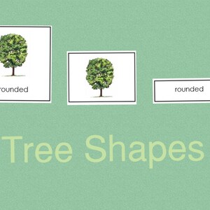 Formes d'arbres • Cartes en trois parties • Montessori • Cartes Flash • Montessori numérique • Imprimable • Nomenclature • Vocabulaire